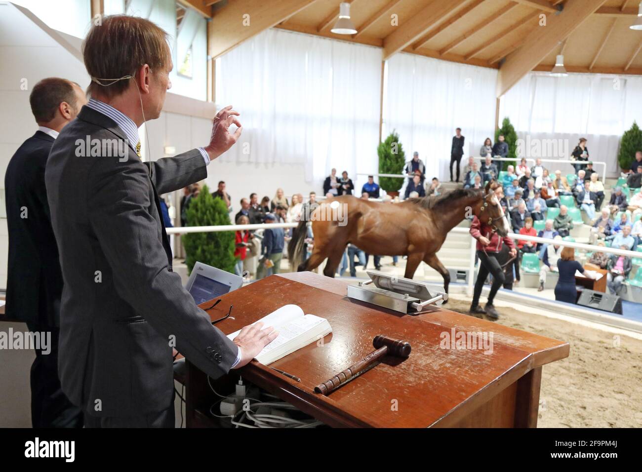 31.08.2018, Iffezheim, Baden-Württemberg, Deutschland - Versteigerer Daniel Delius preises einen Jaehrling an interessierte Bieter. 00S180831D089CAROEX.JPG [MODELL Stockfoto