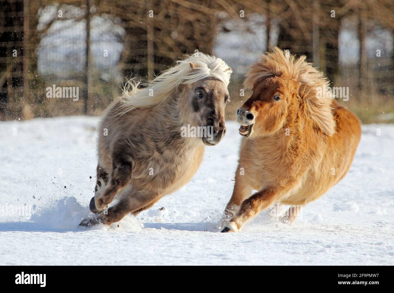 24.01.2021, Landshut, Bayern, Deutschland - Minishetland-Ponys galoppieren über eine schneebedeckte Weide. 00S210124D324CAROEX.JPG [MODELLVERSION: NEIN, PROP Stockfoto