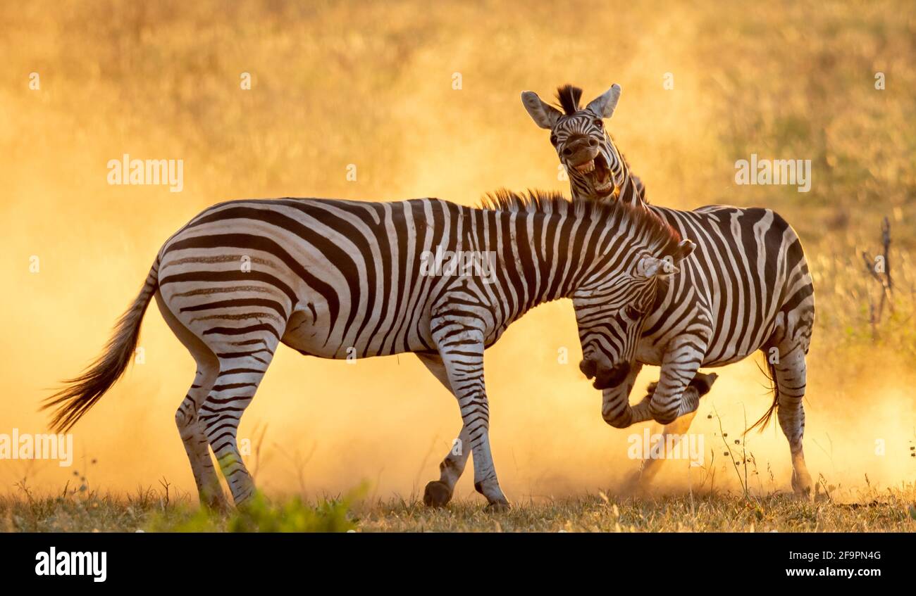 Einer der Hengste versuchte, seine Zähne in seinen Gegner zu sinken. KRUGER NATIONAL PARK, SÜDAFRIKA: SEHEN SIE SICH DEN Moment an, in dem zwei Zebrahengste gegen ihn kämpften Stockfoto