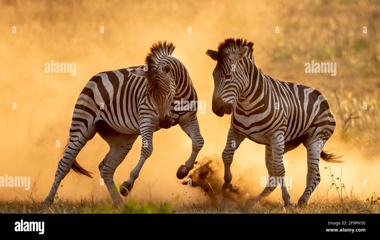 Staub kreiste um die beiden Hengste, als sie Kopf an Kopf gingen. KRUGER NATIONAL PARK, SÜDAFRIKA: SEHEN SIE SICH DEN Moment an, in dem zwei Zebrahengste gegeneinander kämpften Stockfoto