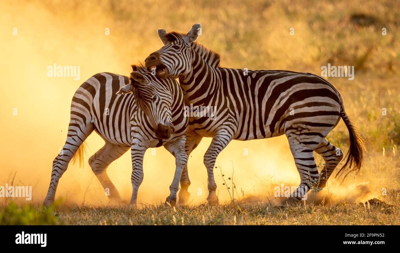 Der ältere Hengst konnte seinen jüngeren Rivalen überwältigen. KRUGER NATIONAL PARK, SÜDAFRIKA: SEHEN SIE SICH DEN Moment an, in dem zwei Zebrahengste gegen ihn kämpften Stockfoto