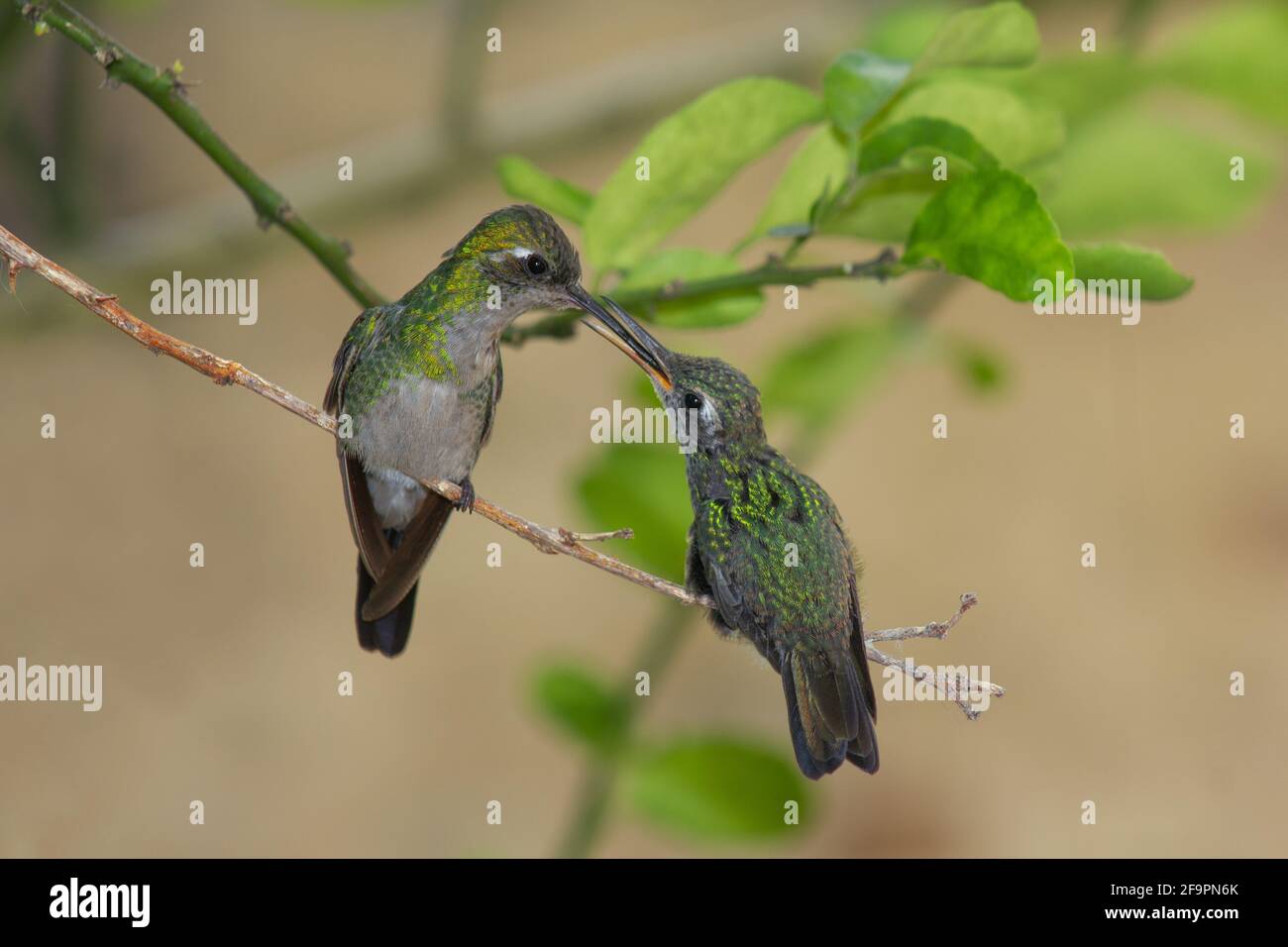 Kolibri Mutter füttert ihren Kindernektar am Ende der Ein dünner Zweig Stockfoto