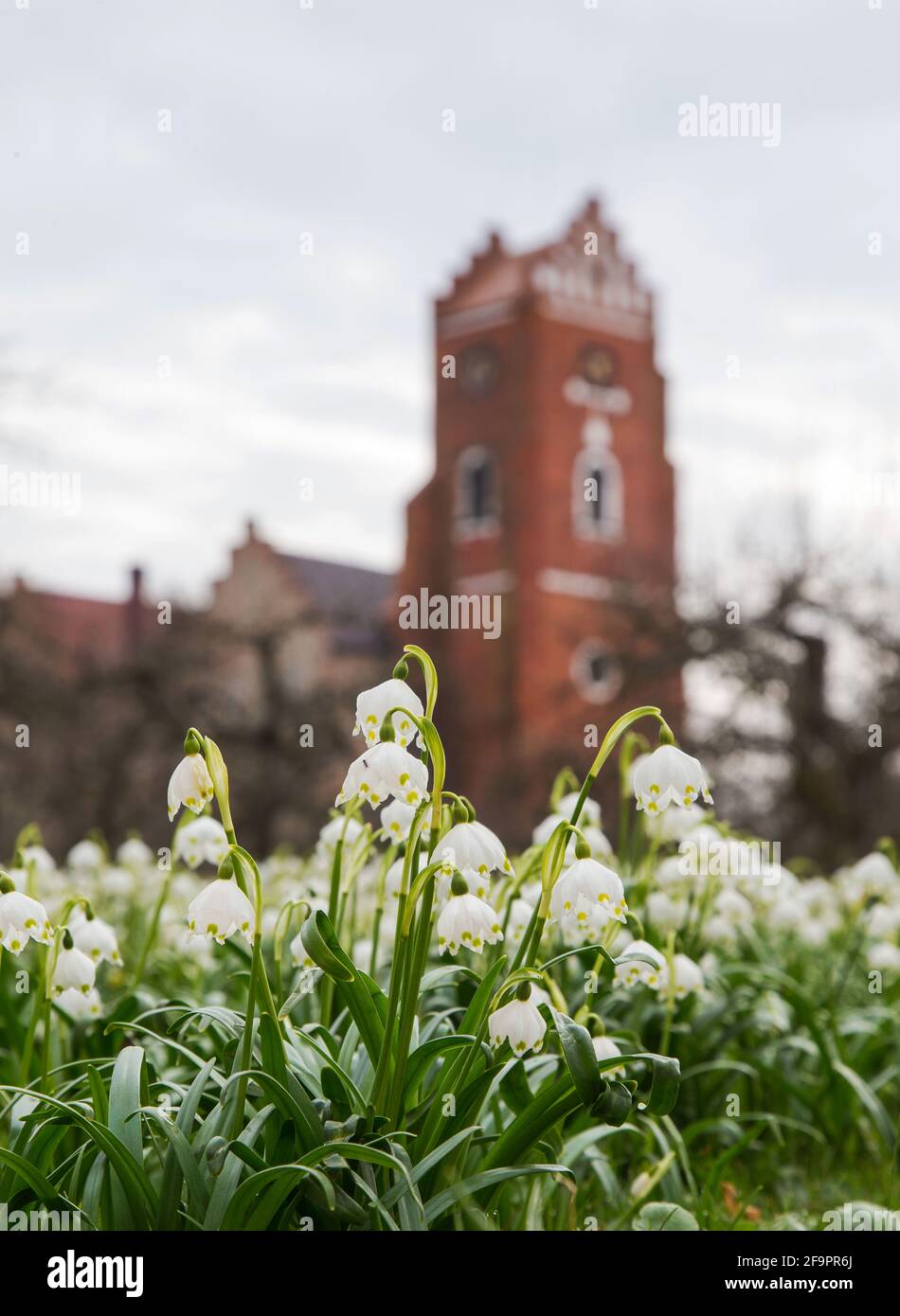 Leucojum vernum, genannt Frühlingsschneehacke, ist eine mehrjährige bauchig blühende Pflanzenart aus der Familie der Amaryllidaceae. Stockfoto