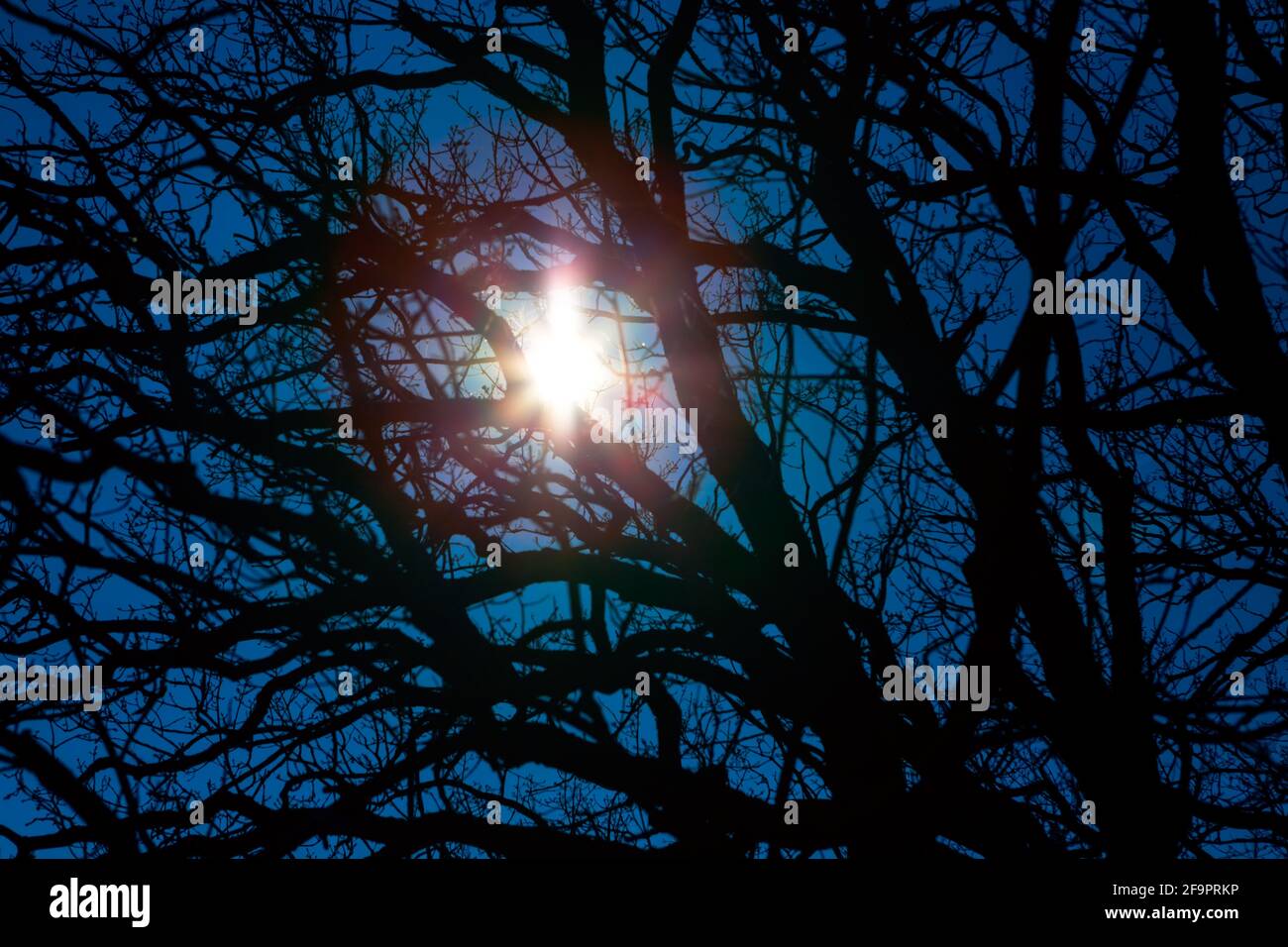Stern, der durch die Äste scheint. Geheimnisvolle Nacht im Wald . Witching Hour Stockfoto