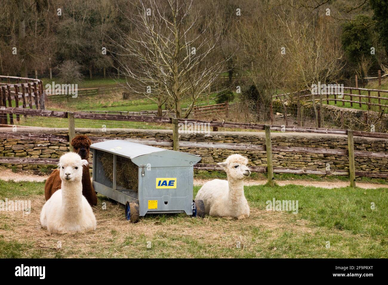 Alpaca in Kleinbetrieb in Tetbury, Gloucestershire, Großbritannien Stockfoto