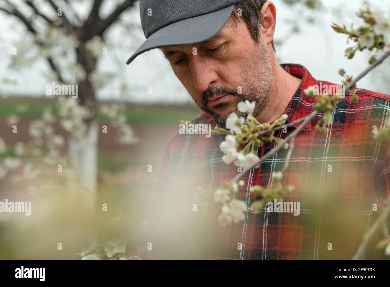 Landwirt inspiziert blühende Kirschobstbaumbäste im Obstgarten, selektiver Fokus Stockfoto