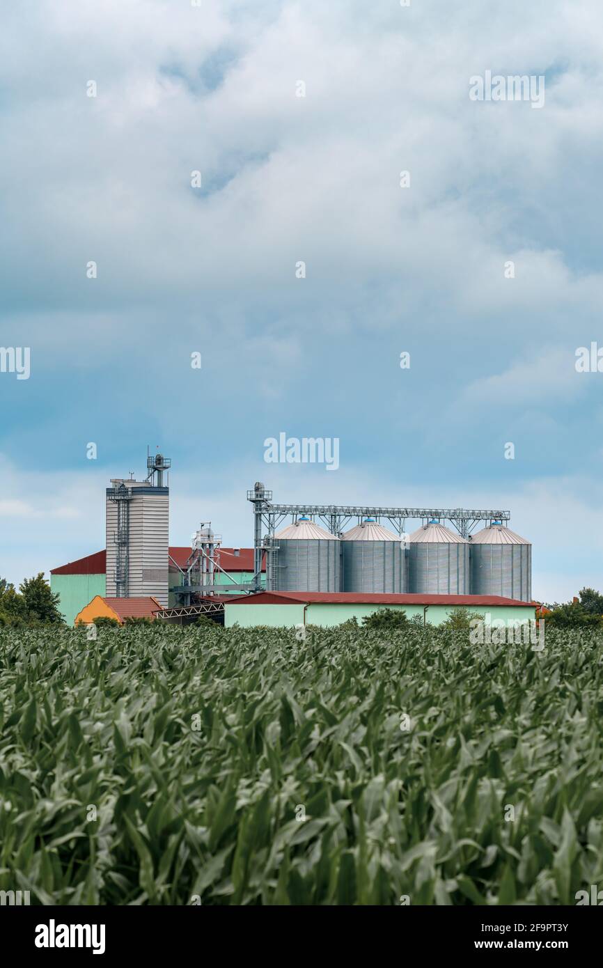 Getreidelagersilos im Maisanbaugebiet, selektiver Fokus auf Gebäude Stockfoto