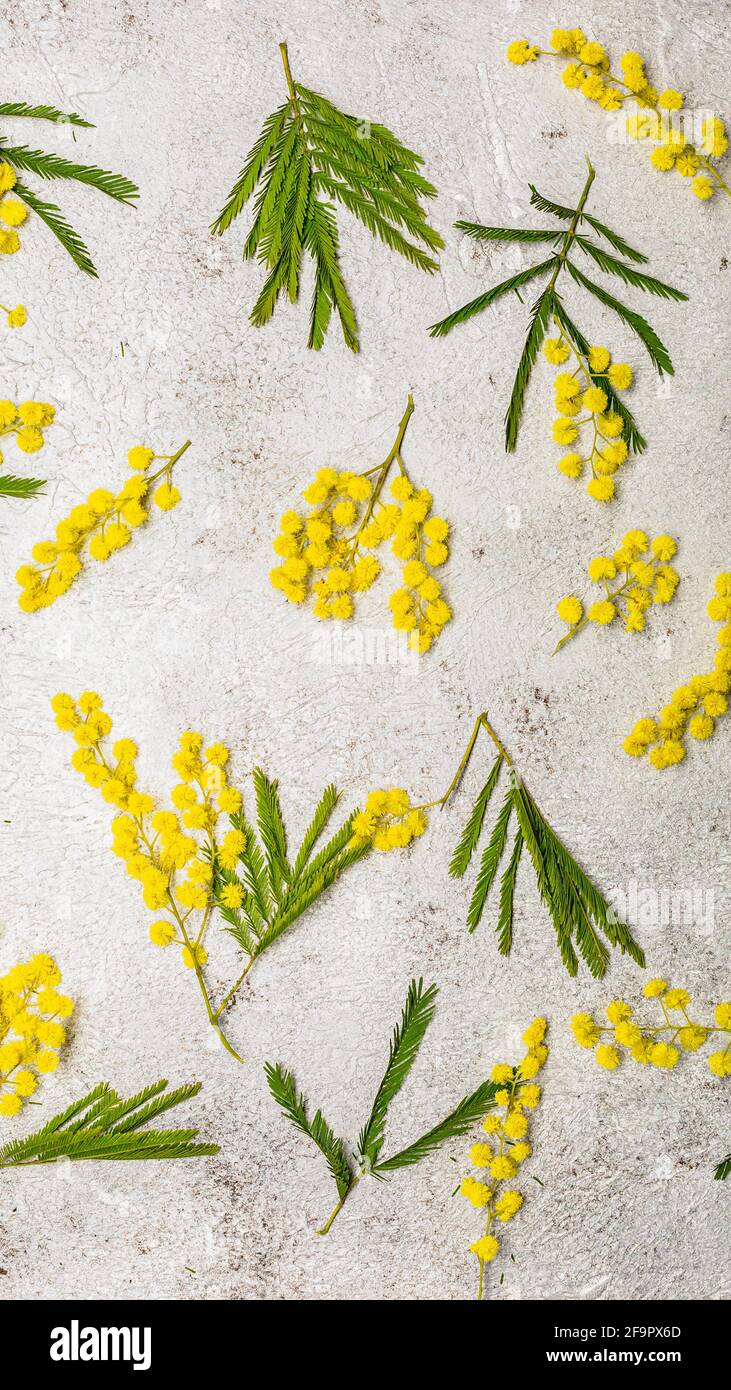 Muster mit Frühling Mimosa Fehler flach legen auf hellen Hintergrund Stockfoto