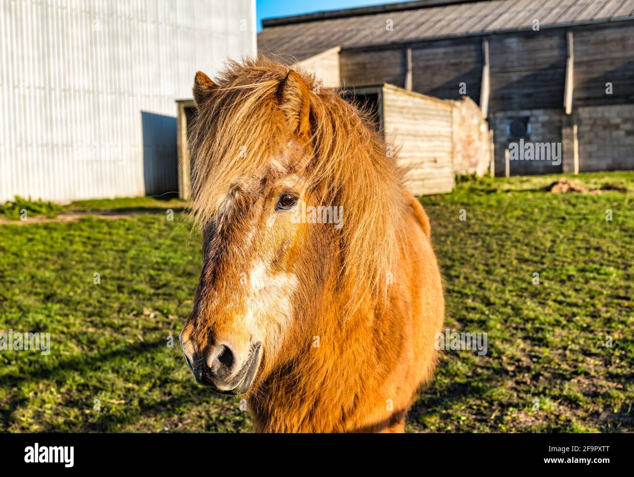 Nahaufnahme eines braunen Ponys auf dem Farmfeld, Schottland, Großbritannien Stockfoto