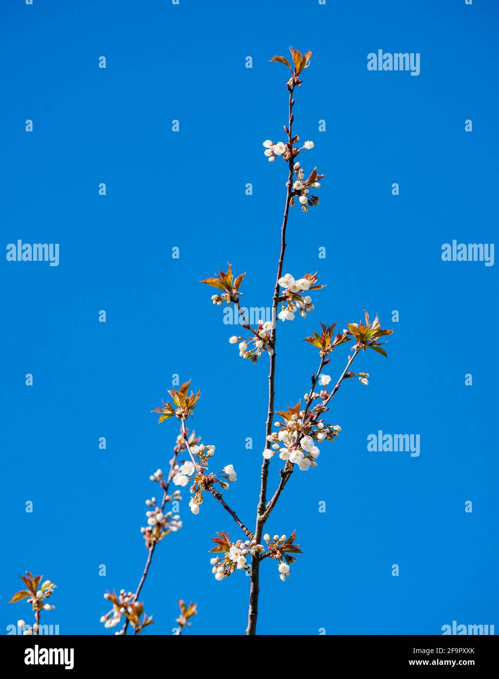Frühling weiße Blüte gegen blauen Himmel, Schottland, Großbritannien Stockfoto