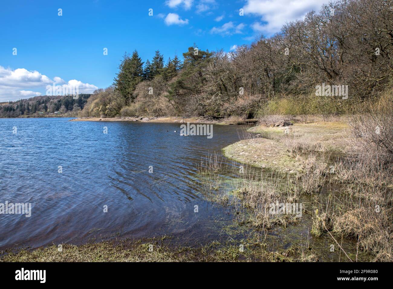 Burrator Reservoir wunderschöne saubere Wasserversorgung und ideal für Wildtiere Stockfoto