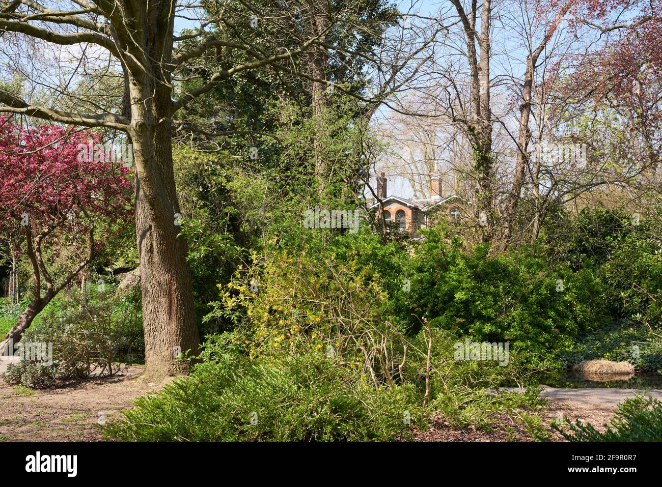 Bäume und Laub auf dem New River Path im Frühjahr, in Canonbury, Nord-London, Südostengland Stockfoto