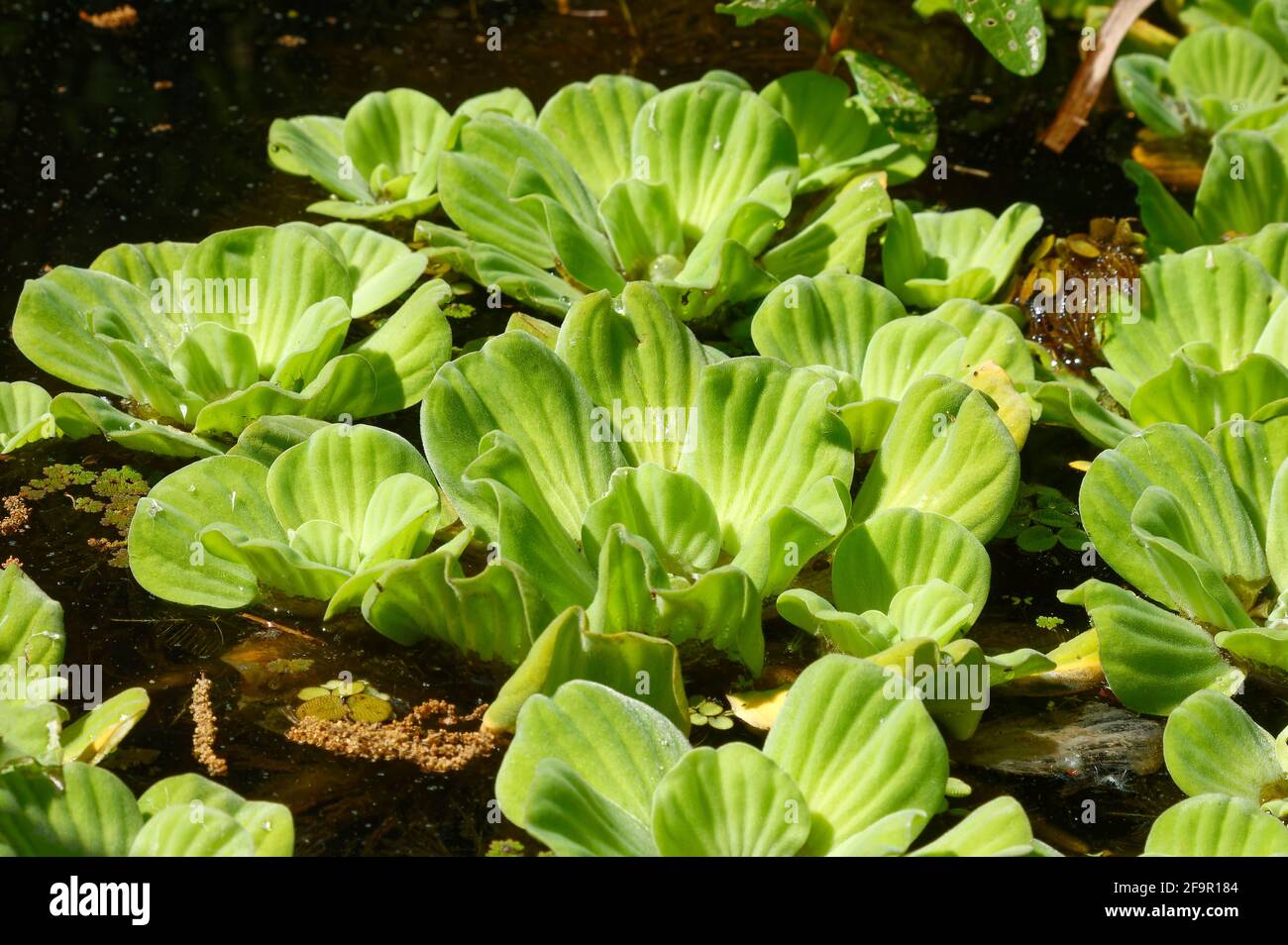 Wassersalat, Wasserhauben, dichte Matte, grüne Wasservegetation, Natur, Giftiges Unkraut, invasive, gerippte Blätter, Pistia stratoiles, Lake Kissimmee St Stockfoto