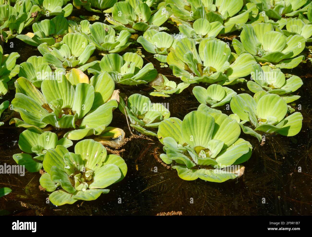 Wassersalat, Wasserhauben, dichte Matte, grüne Wasservegetation, Natur, Gerippte Blätter, giftiges Unkraut, invasiv, Pistia stratoiles, Lake Kissimmee St Stockfoto