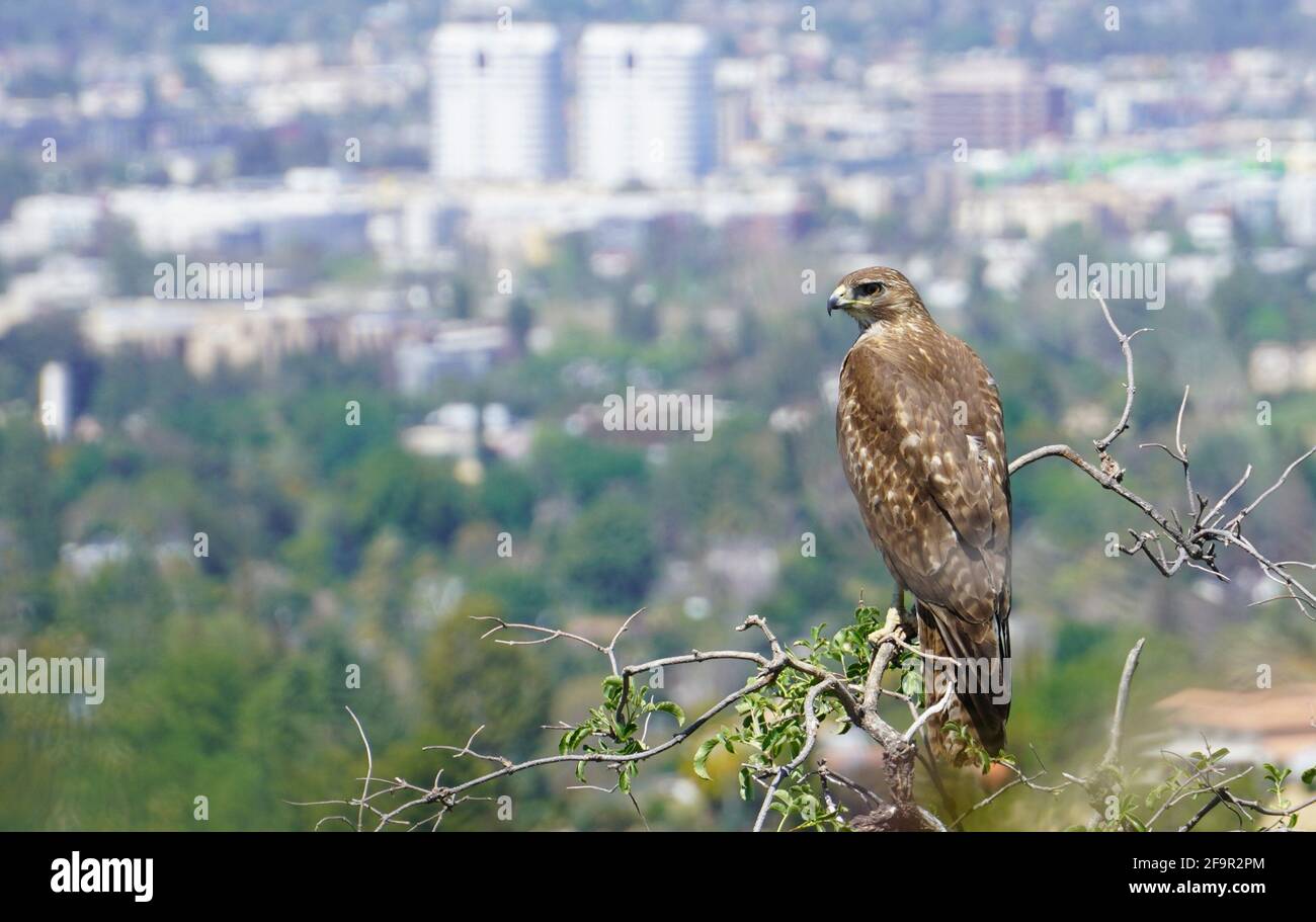 Rotschwanzhawk mit Blick auf Woodland Hills, Kalifornien, USA Stockfoto