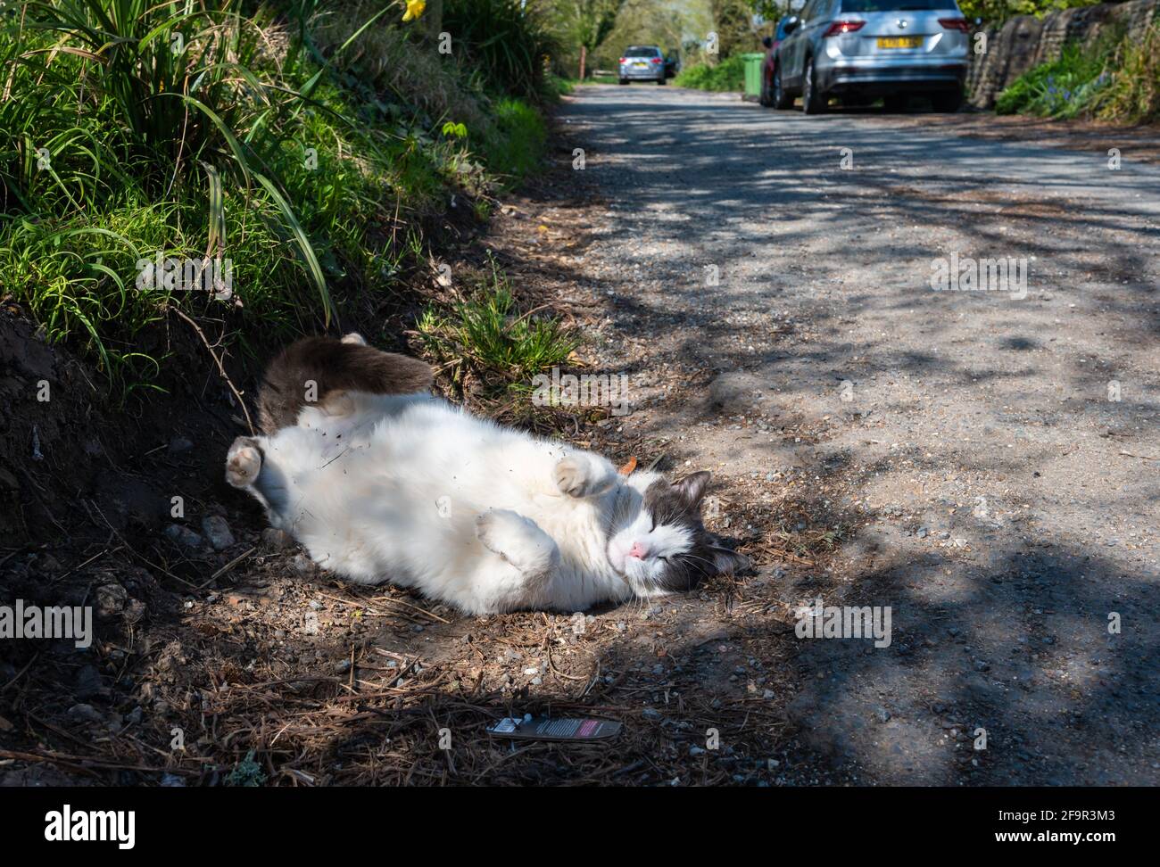 Weiße und braune Hauskatze, die am Straßenrand in England, Großbritannien, auf dem Boden liegt und herumrollt und mit ihren Pfoten in der Luft Aufmerksamkeit sucht. Stockfoto