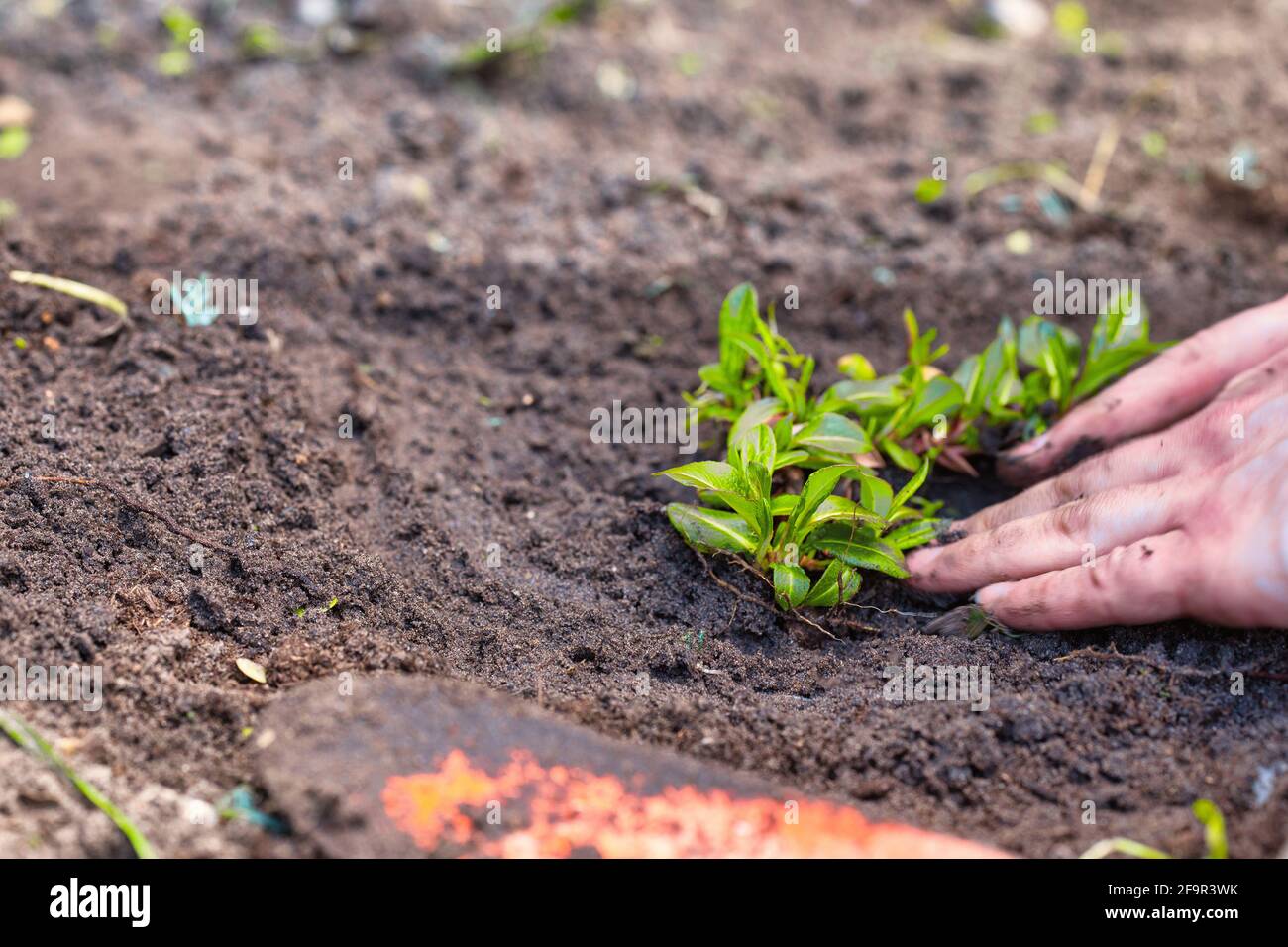 Zwei Mann Hände Pflanzen einen jungen Baum oder eine Pflanze während der Arbeit im Garten, Aussaat, Pflanzung und Anbau, Bauern Hände kümmern sich um neues Leben Stockfoto