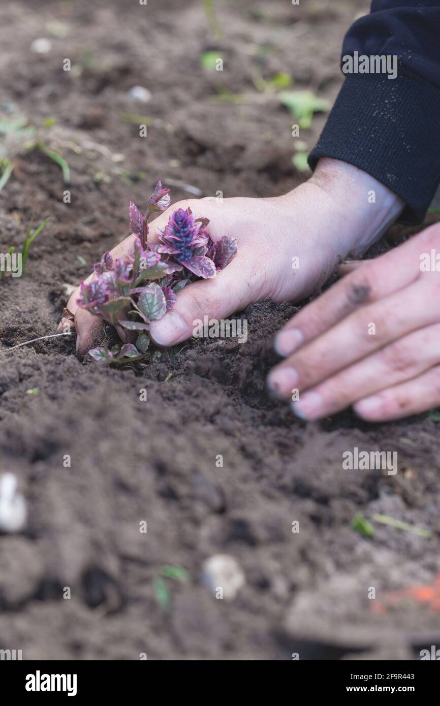 Zwei Mann Hände Pflanzen einen jungen Baum oder eine Pflanze während der Arbeit im Garten, Aussaat, Pflanzung und Anbau, Bauern Hände kümmern sich um neues Leben Stockfoto