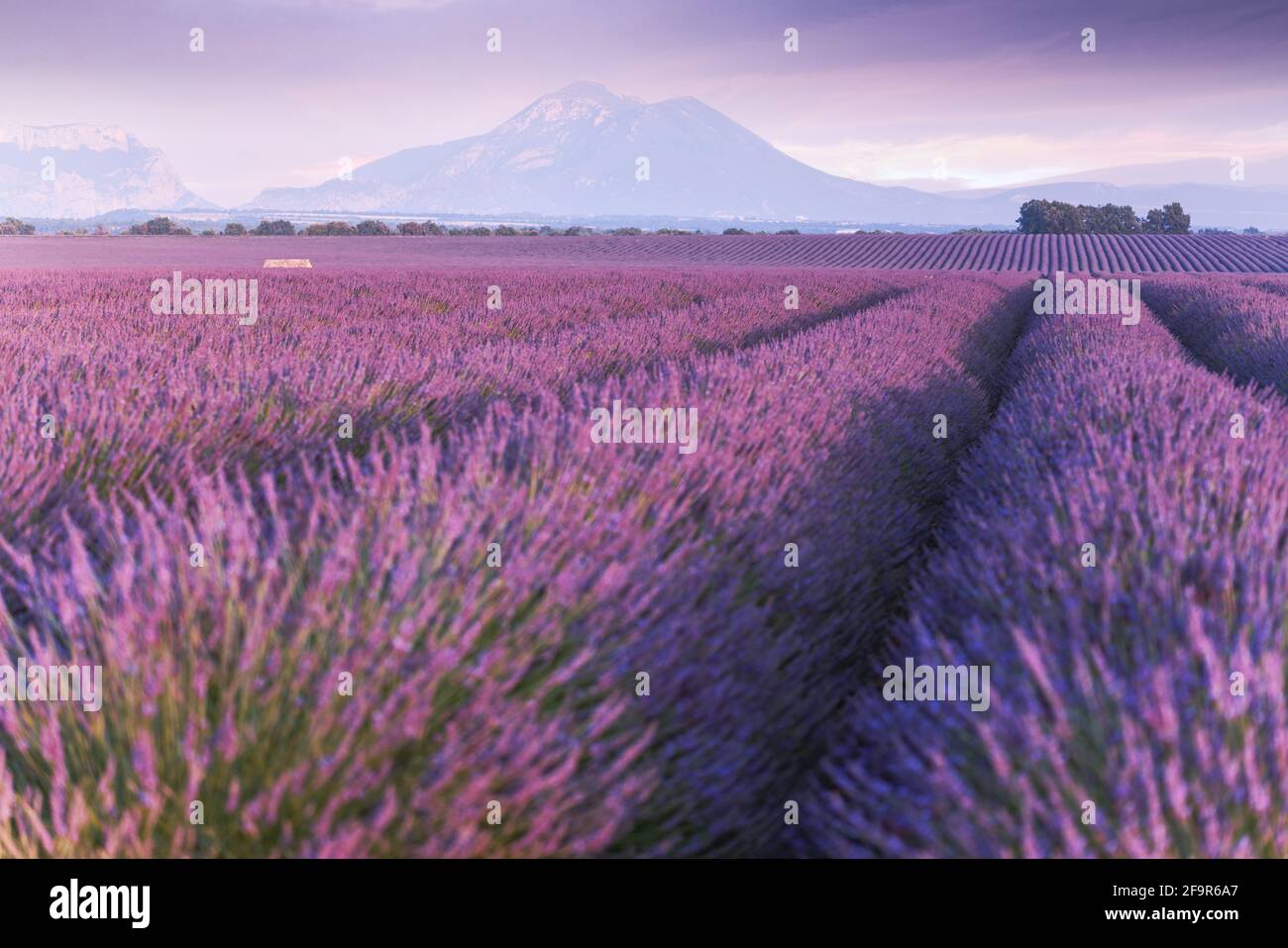 Provence, Plateau De Valensole. Lavendelfelder in voller Blüte und Landschaft. Stockfoto