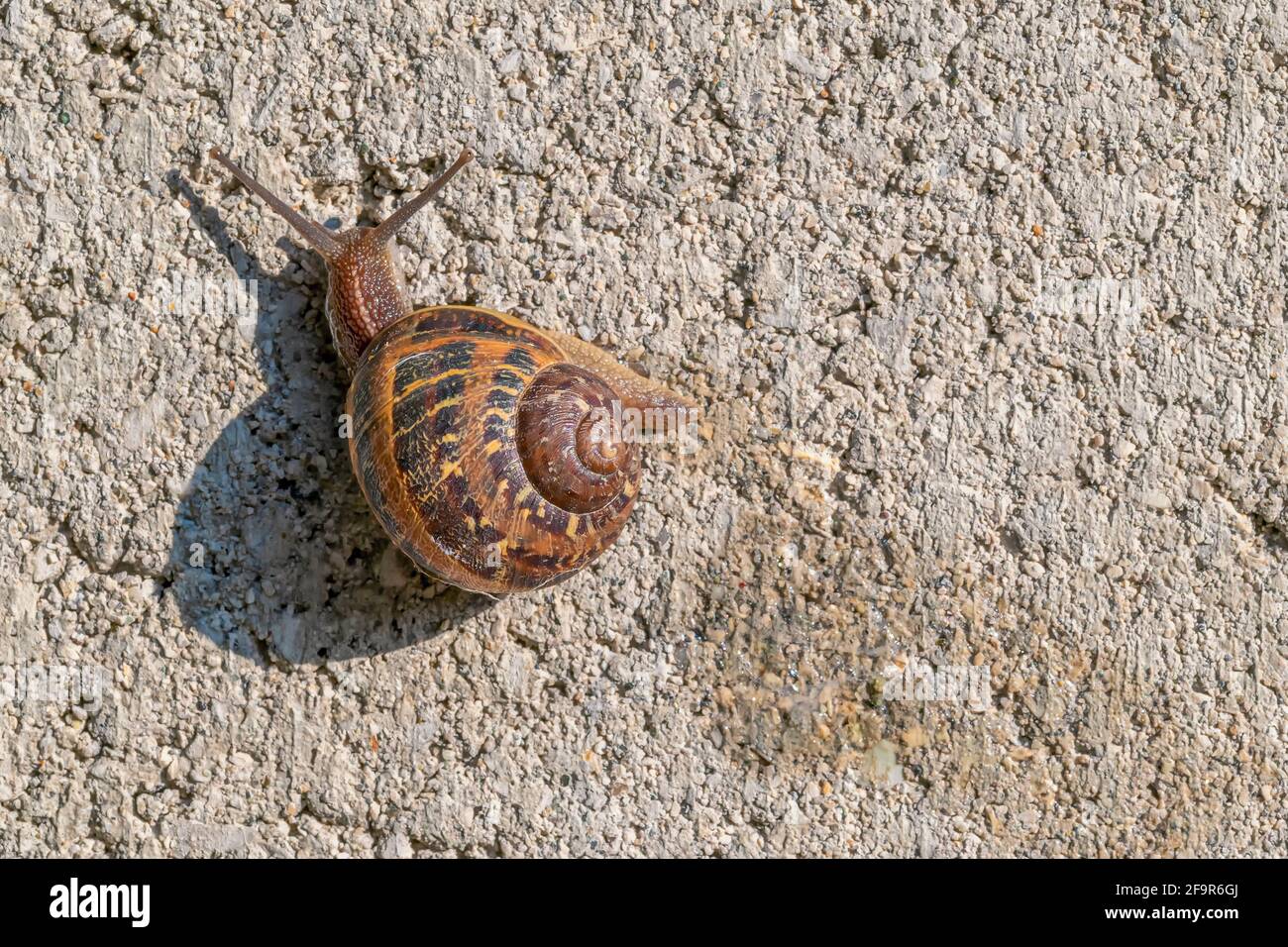 Eine wunderschöne sonnenbeschienene Schnecke bewegt sich über eine Betonwand und hinterlässt eine Spur von Saufgelchen hinter sich Stockfoto