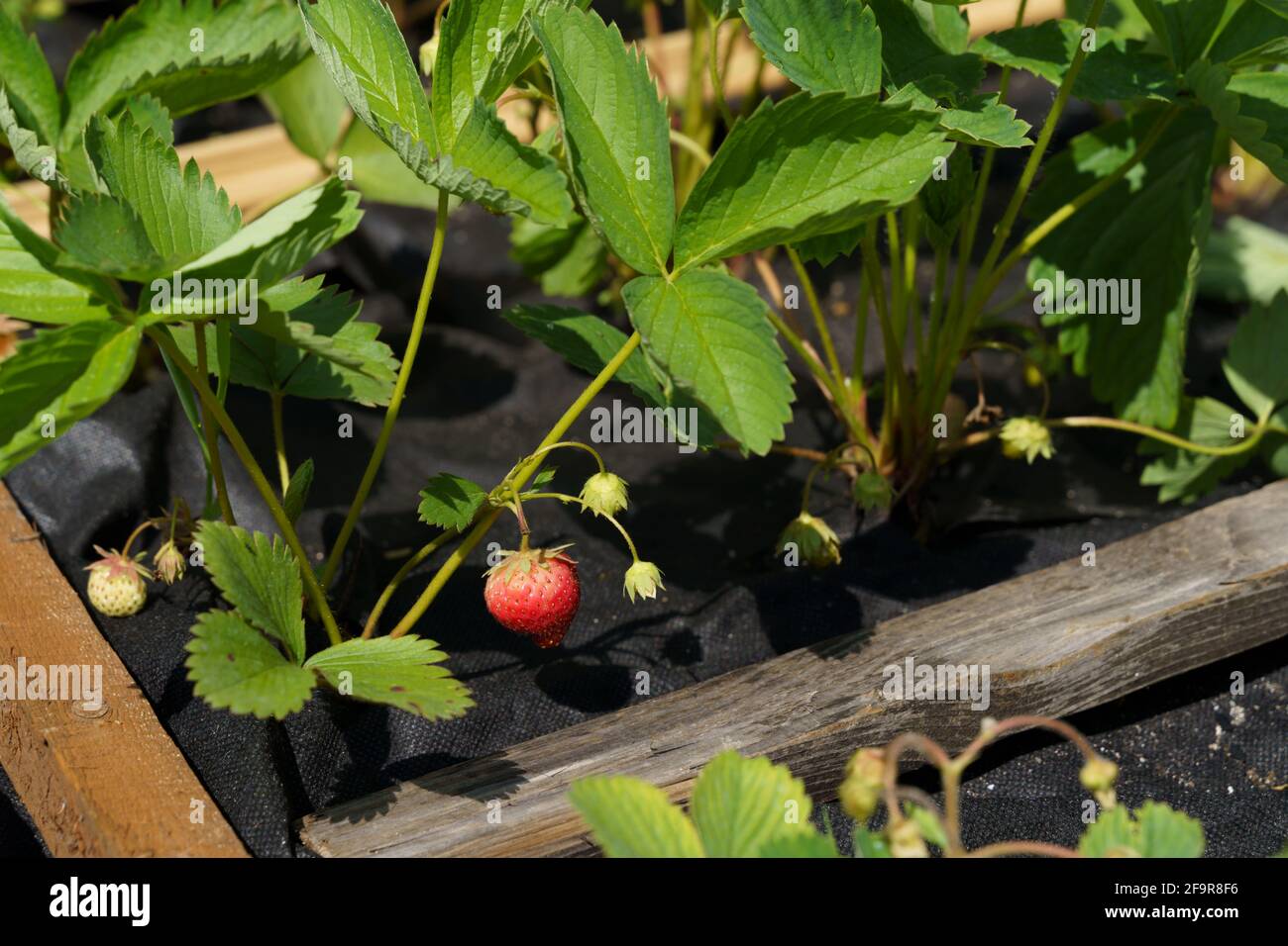 Erdbeersprossen grüne junge Pflanze mit Wurzeln und Beeren wachsen Im Boden Stockfoto