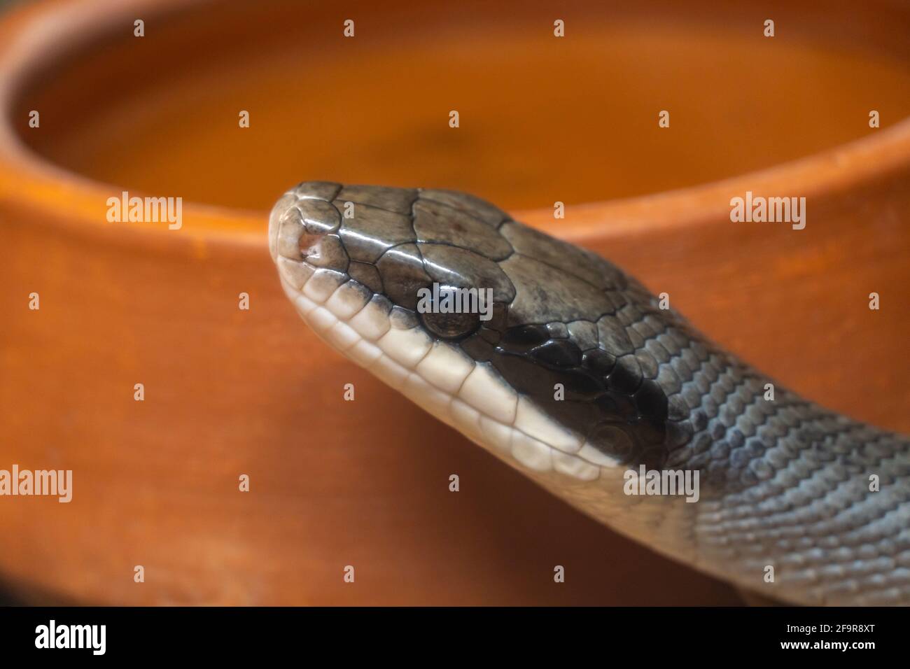 Nahaufnahme des Schlangenkopfes auf dem Hintergrund eines Tontopfes In freier Wildbahn Stockfoto