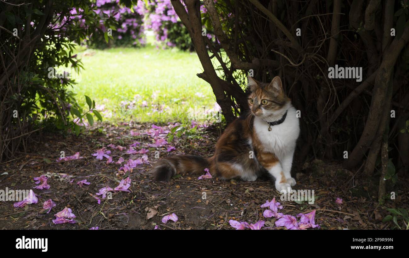 Hauskatze für einen Spaziergang im Garten. Das Tier versteckte sich in den Dickichten vor dem Hintergrund einer Wiese und Sträuchern mit rosa Blüten. Stockfoto