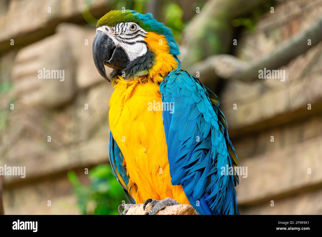 Blau-gelber Ara-Papagei aus der Nähe. Großer Ara-Papagei mit riesigem Schnabel auf Felsenhintergrund Stockfoto