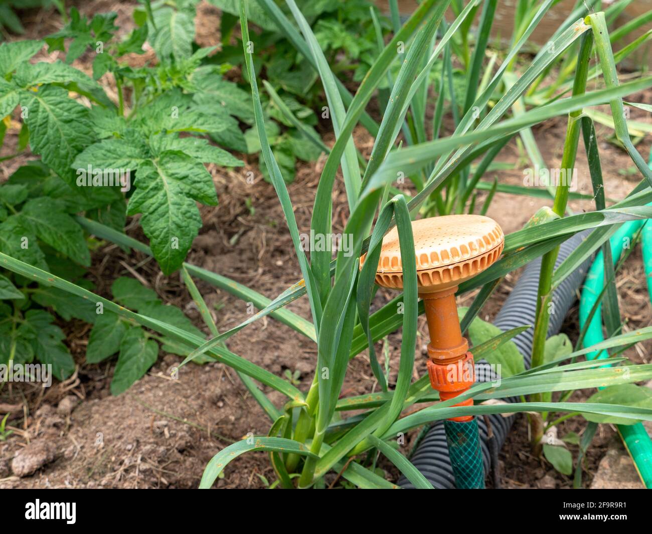 Runder orangefarbener Gartenregner auf einem grünen Schlauch auf einem Gemüsebeet an einem sonnigen Tag in einem Dorf. Stockfoto