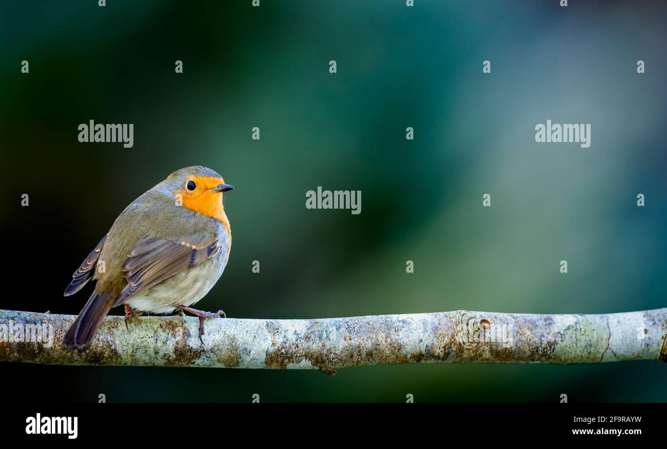 Robin Erithacus rubecula thront auf einem kleinen Ast Stockfoto