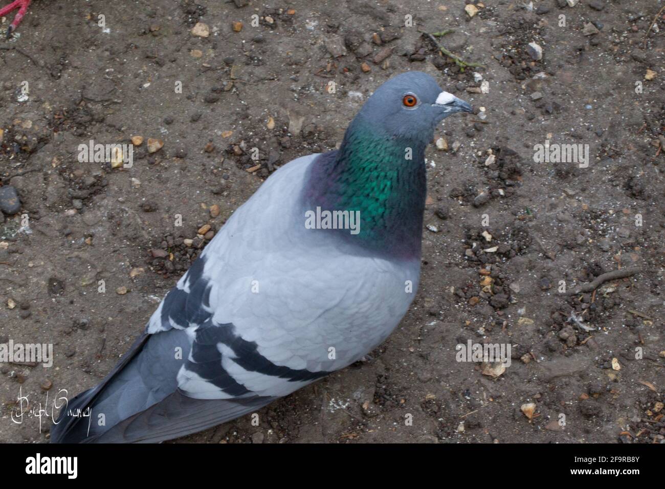 London im Peckham Park mit Landschaft und Tierwelt Stockfoto