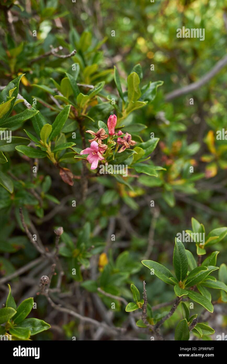 Fruit and rhododendron -Fotos und -Bildmaterial in hoher Auflsung  Alamy