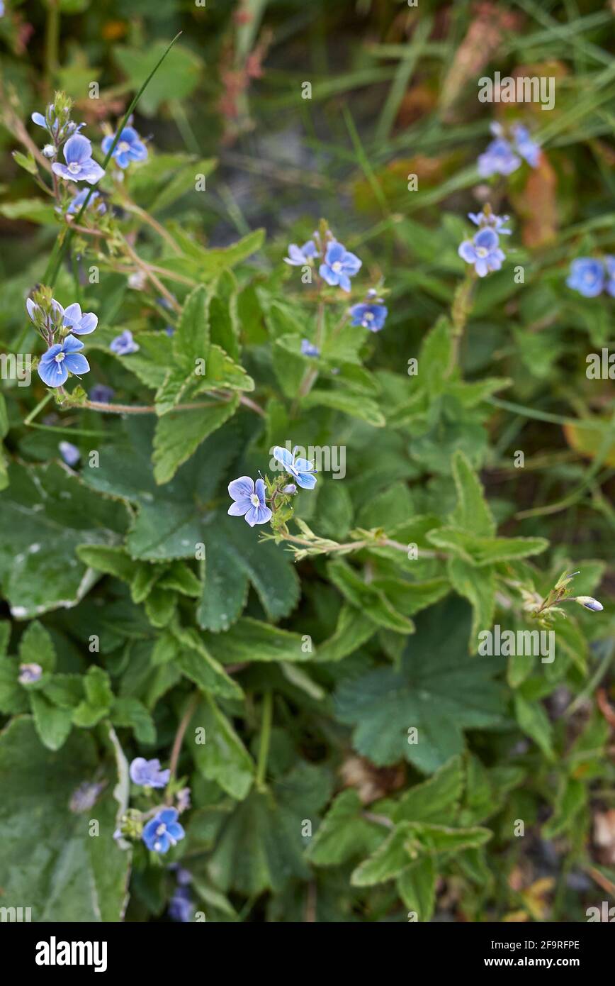 Veronica chamaedrys blaue Blüten Stockfoto