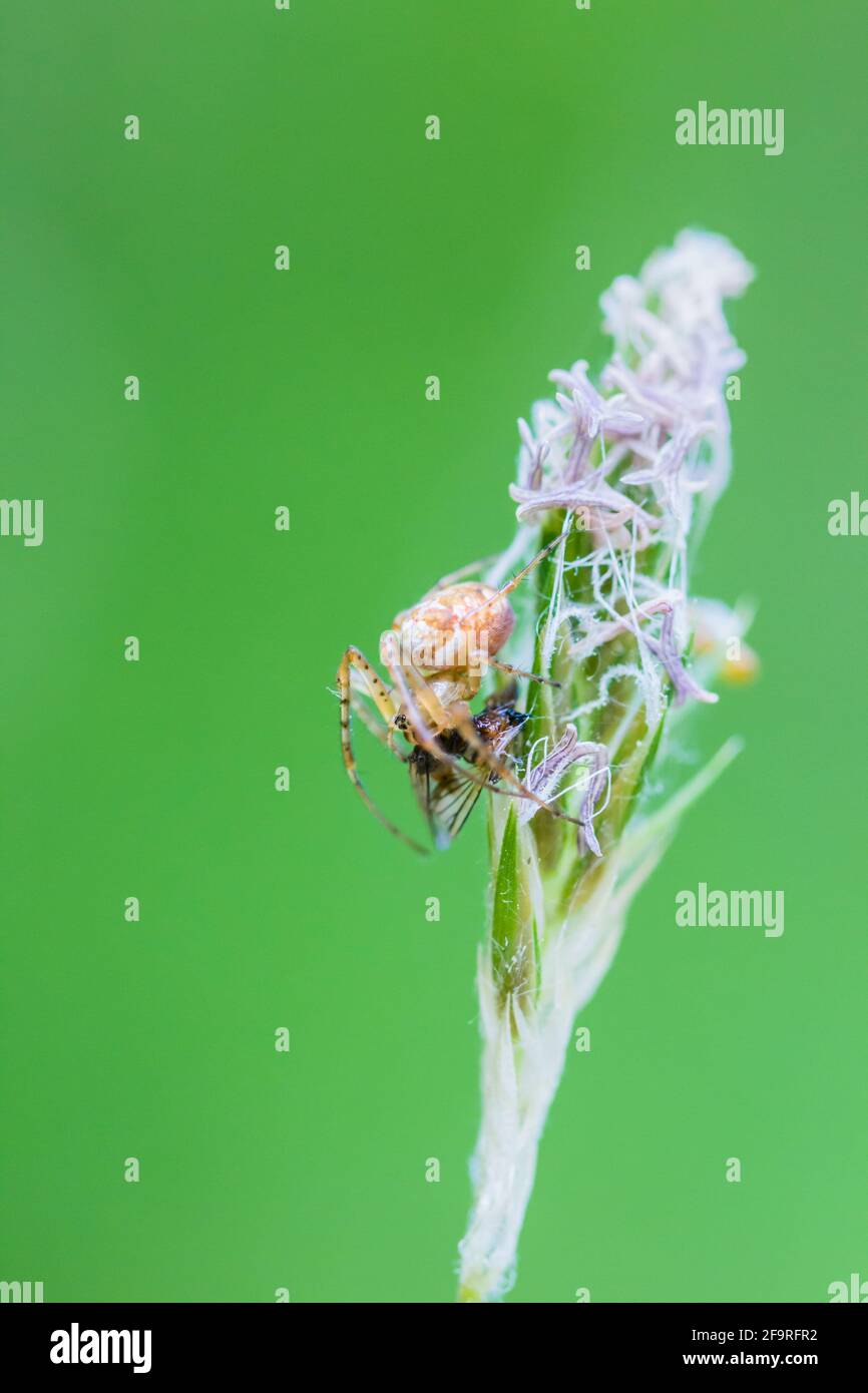 Gemeine Ord-Weberspinne Metellina segmentata auf einem Grassamen Kopf mit einer gefangenen Fliege in den Highlands von Schottland Stockfoto