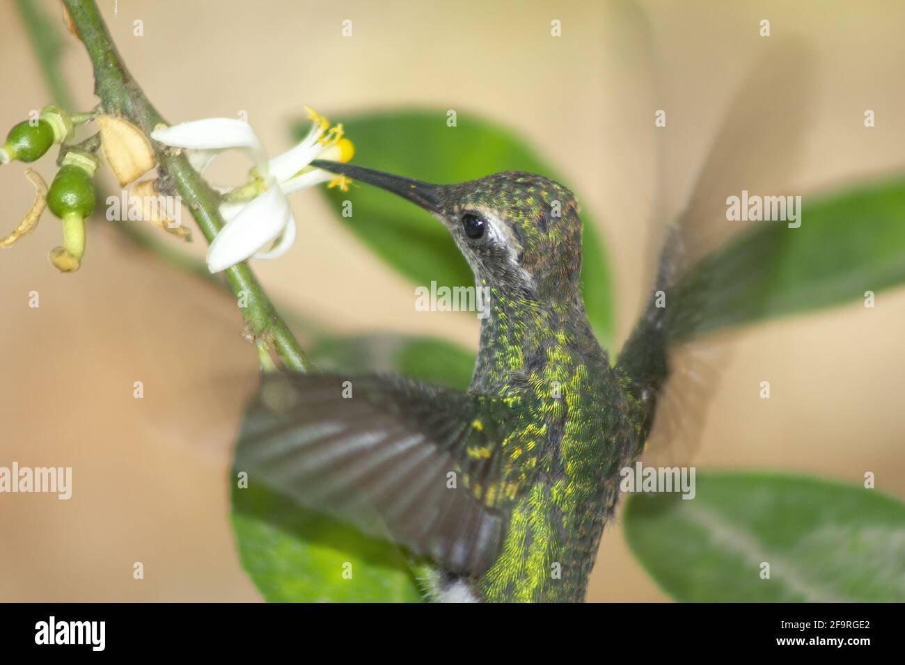 Fröhlicher kleiner grüner Kolibri, der beim Füttern seine Flügel flattert Nektar aus weißer Blume Stockfoto