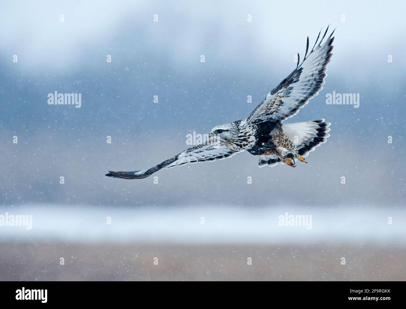 Rauer Falke im Flug im Winter Stockfoto