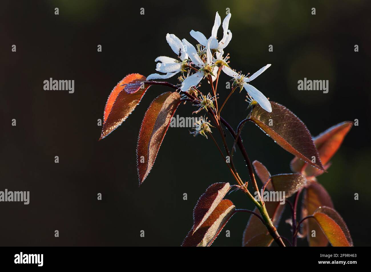 Nahaufnahme der Schattenbuschblüte nach dem nächtlichen Regen Stockfoto