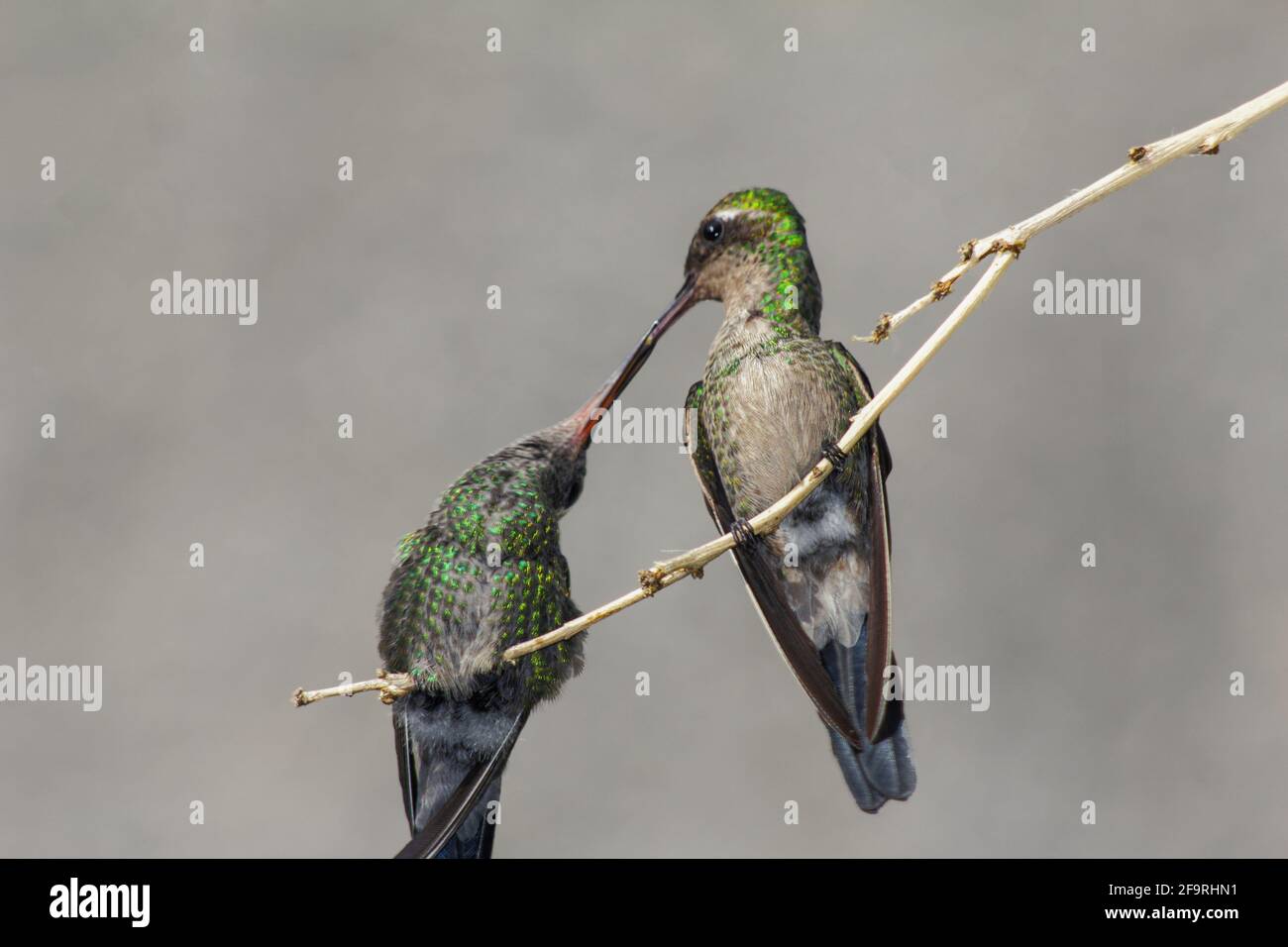 Mutter Kolibri füttert ihren Kindernektar auf einem Zweig Stockfoto