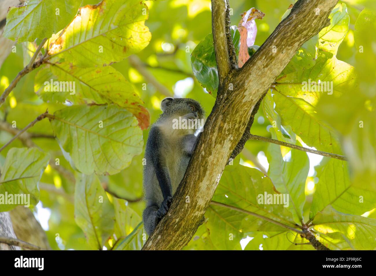 Weißkehliger Affe (Cercopithecus albogularis) in einem Baum, Kenia, Afrika Stockfoto