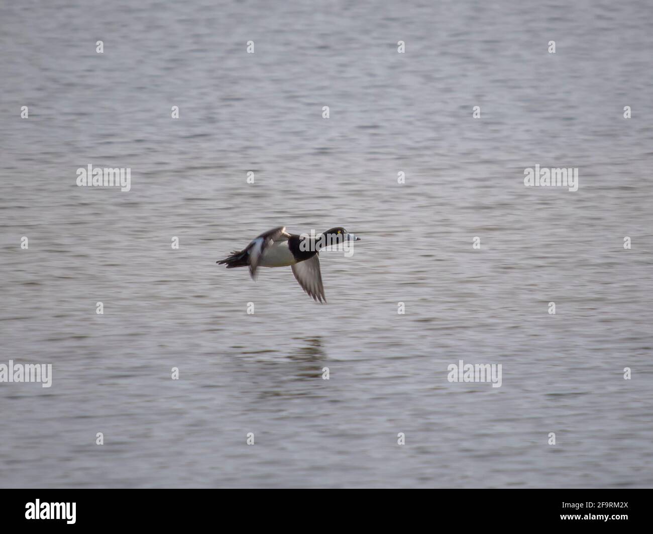 Eine getuftete Ente (Aythya fuligula) im Flug Stockfoto