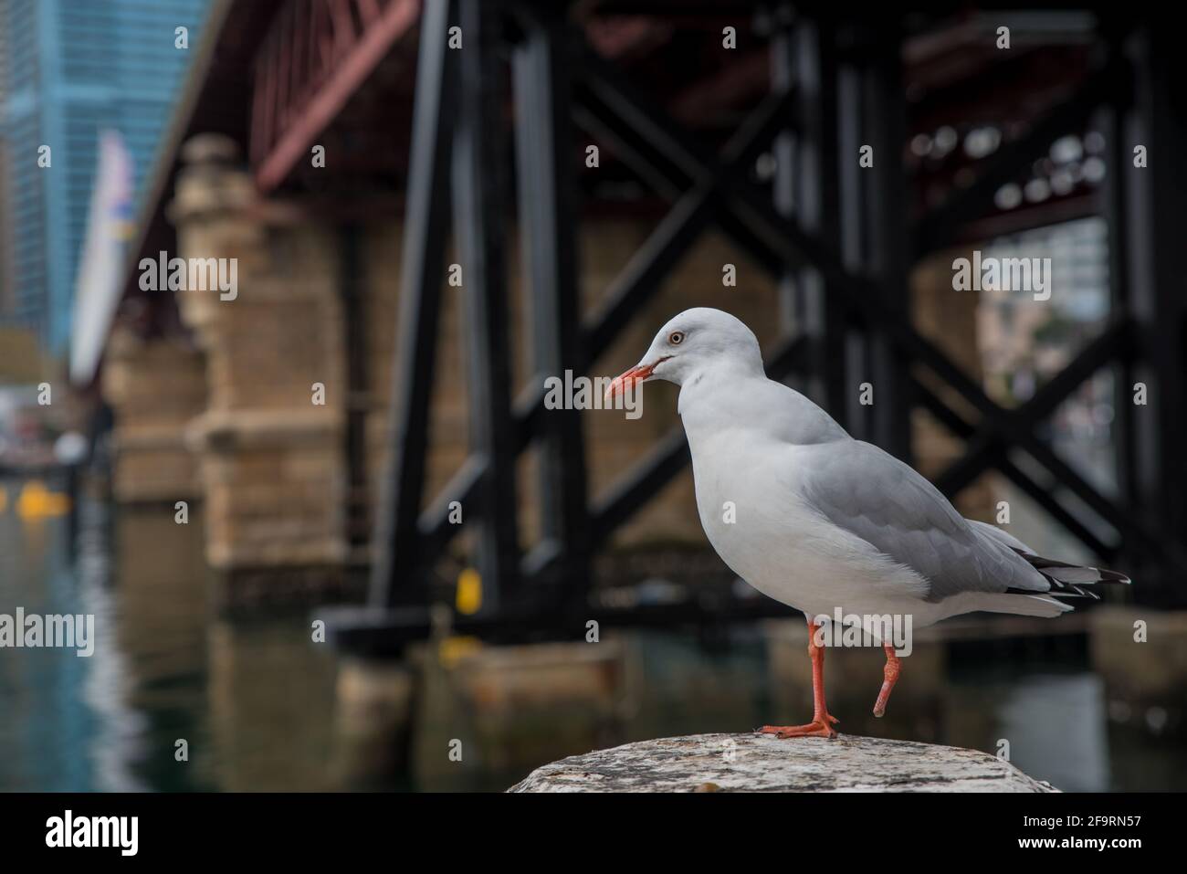 möwe im Hafen von Sydney, Australien Stockfoto