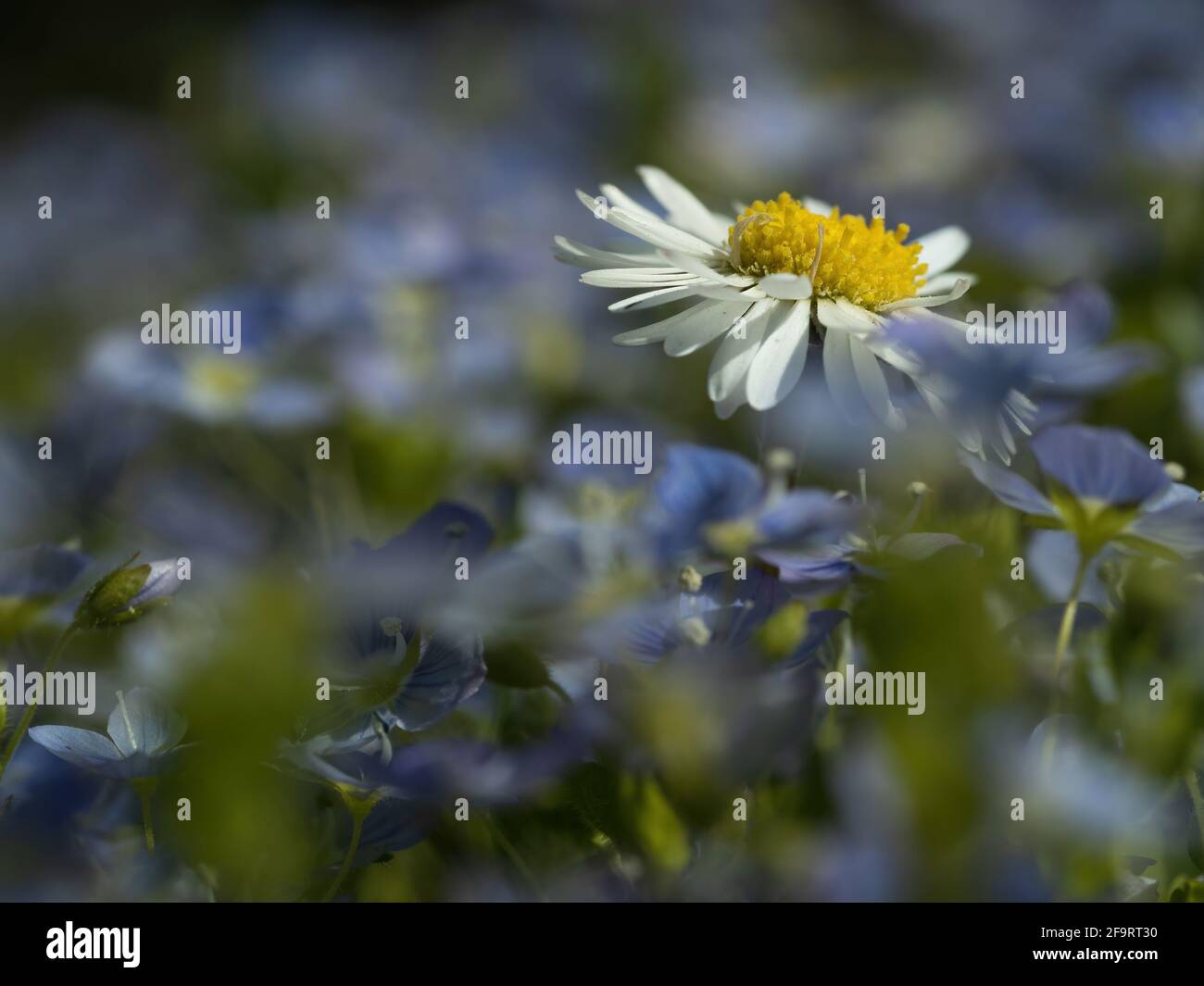 Wiese, Gänseblümchen auf einem Hintergrund von Veilchen Stockfoto