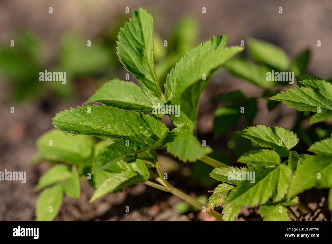Aegopodium podagraria, gemahlener Holunder, gehört zu den wilden Kräutern und Wildgemüse Stockfoto