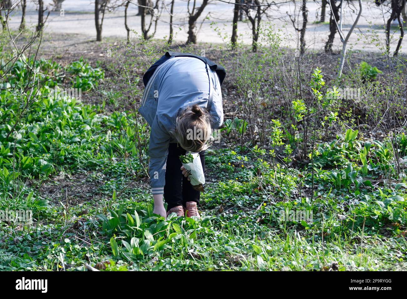 Wien, Österreich. Frau pflückt Bärlauch (Allium ursinum) Stockfoto