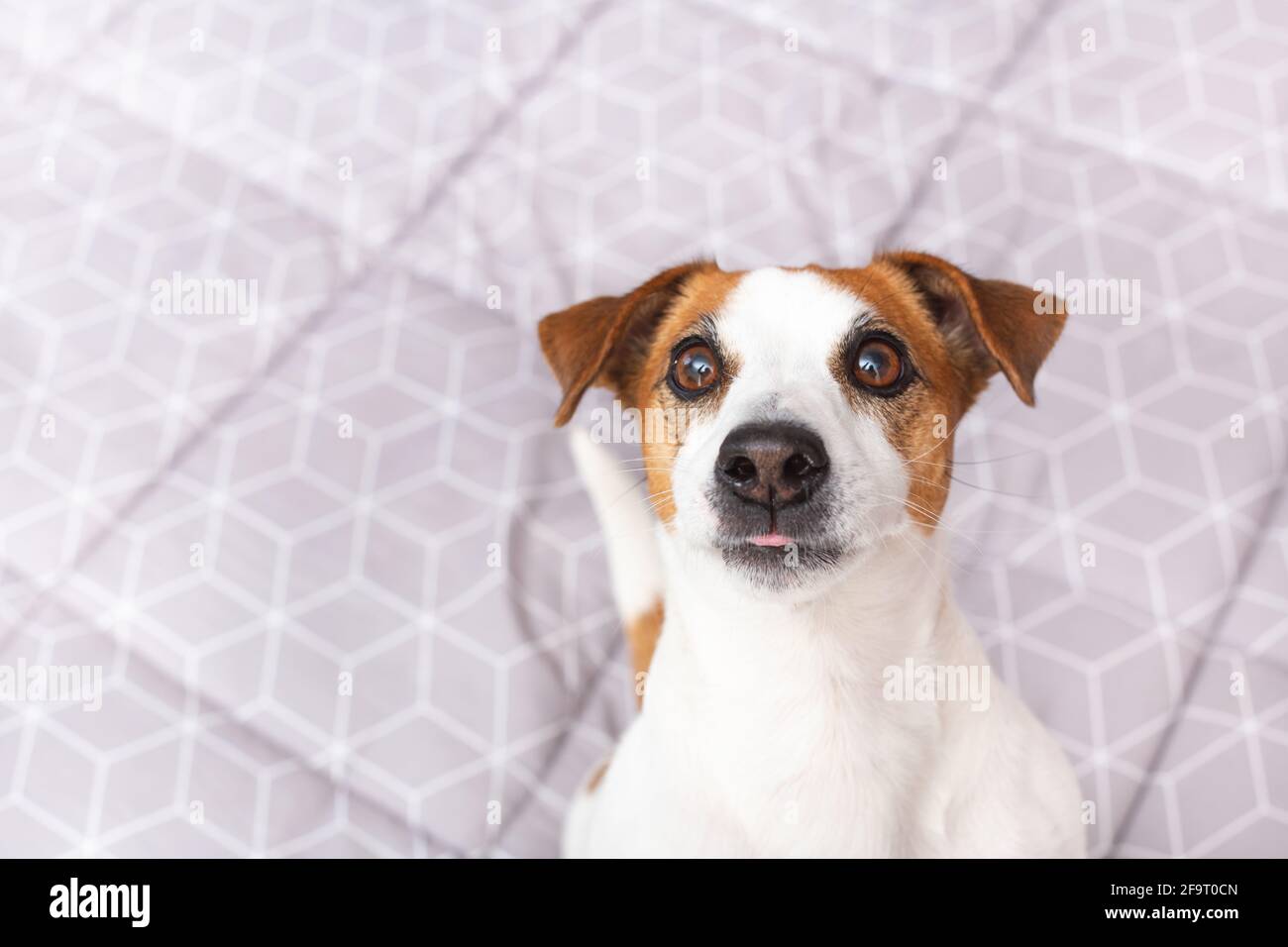 Porträt eines lustigen Hundes Jack Russell Terrier auf grauem Hintergrund. Speicherplatz kopieren. Stockfoto