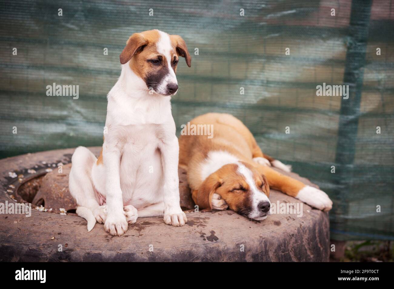 Zwei kleine rote und weiße Hundewelpen mit traurigen Augen Im Tierheim zur Adoption Stockfoto