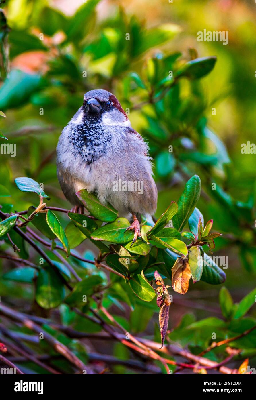 Ein männlicher Haussparrow (Passer domesticus) Ein gewöhnlicher Gartenvögel, der in einem grünen Busch sitzt Stockfoto