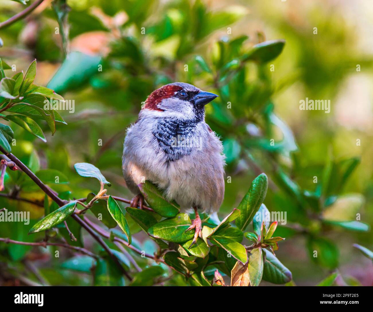 Ein männlicher Haussparrow (Passer domesticus) Ein gewöhnlicher Gartenvögel, der in einem grünen Busch sitzt Stockfoto