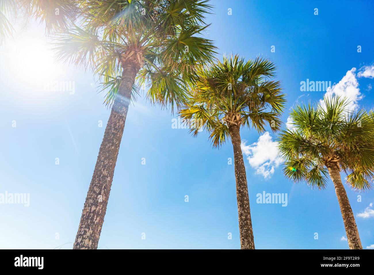 Sommerurlaub sonnigen Hintergrund Strand Urlaub Palmen mit Sonne aufflackern Sonnenschein durch die Blätter von Baum. Blauer Himmel mit Blick auf die Landschaft Stockfoto