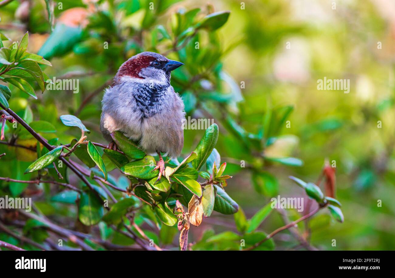 Ein männlicher Haussparrow (Passer domesticus) Ein gewöhnlicher Gartenvögel, der in einem grünen Busch sitzt Stockfoto